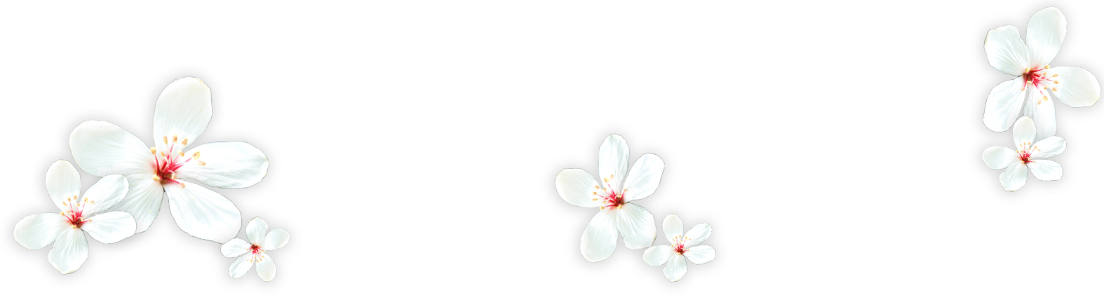  新竹縣議會 桐花